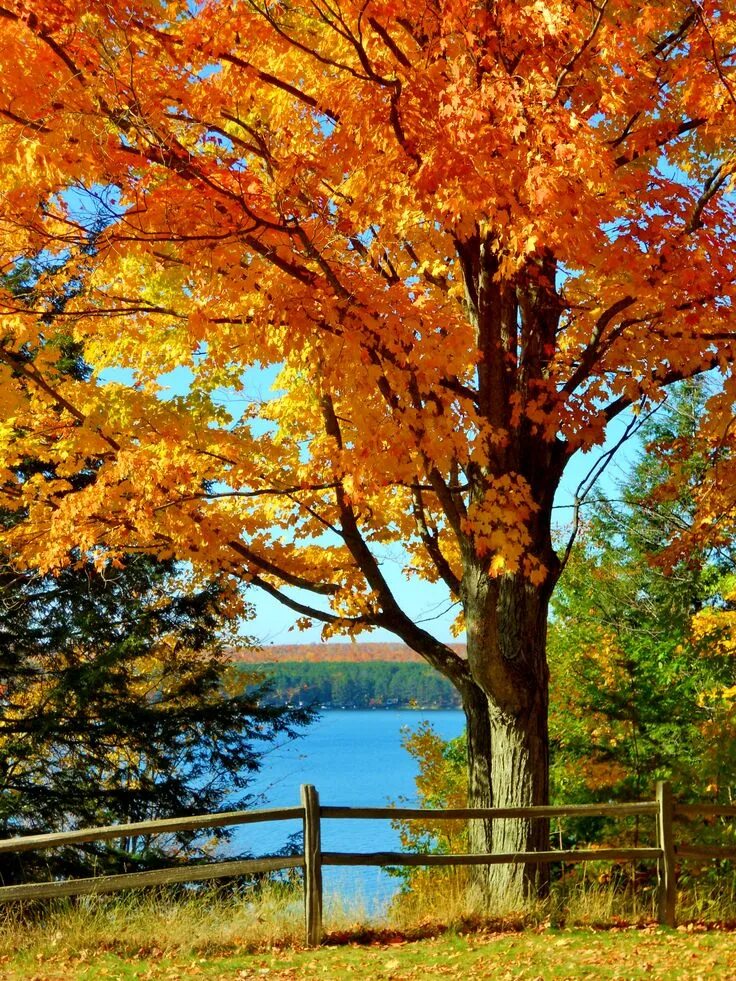 Покажи фото осени Fall Colors at HodenPyle dam pond on the Manistee river. Photo by F Kevin Wynkoo