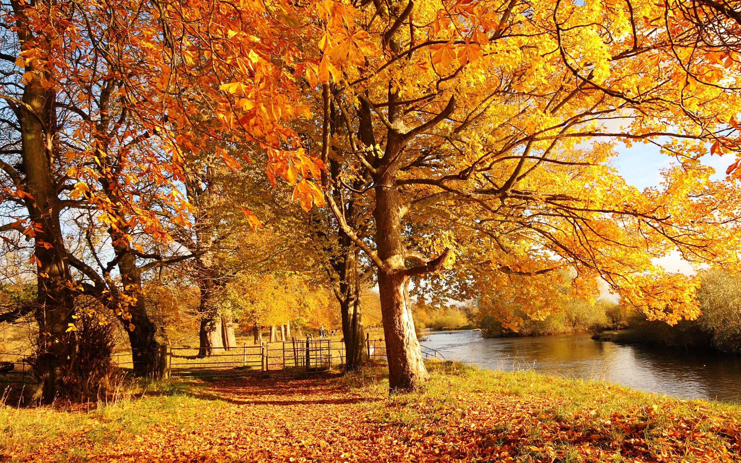 Покажи фото осени Scotland Autumn River Fall - 2560 X 1600