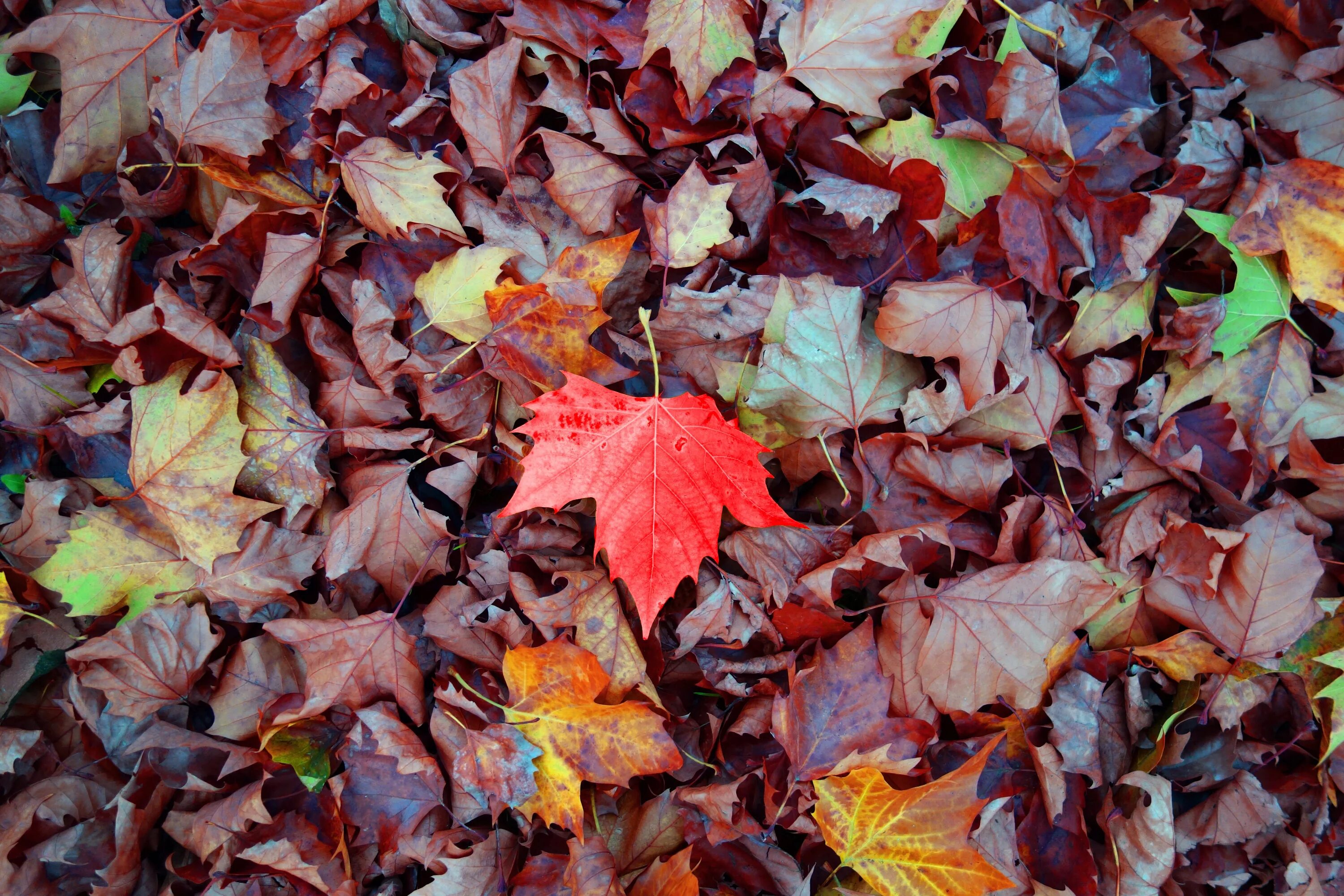 Покажи фото осенних листьев Wallpaper : maple, autumn, leaves, fallen 5000x3333 - wallup - 1191855 - HD Wall