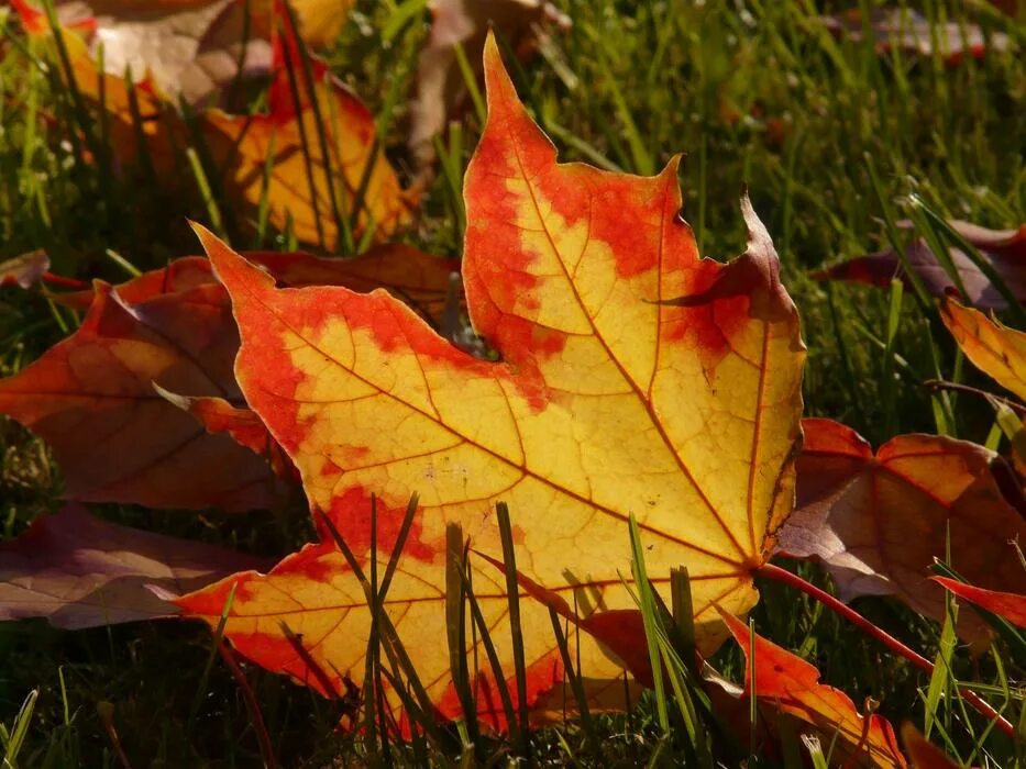 Покажи фото осенних листьев Orange Autumn Leaf free image download