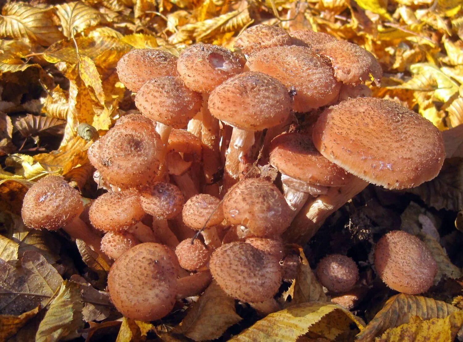 Покажи фото осенних опят Земляные опята CoffMachines.ru