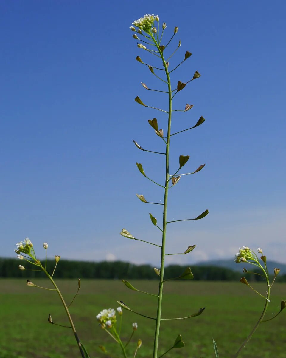 Покажи фото пастушьей сумки Capsella bursa-pastoris - Изображение особи - Плантариум