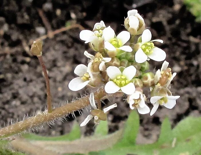 Покажи фото пастушьей сумки Capsella bursa-pastoris - Image of an specimen - Plantarium