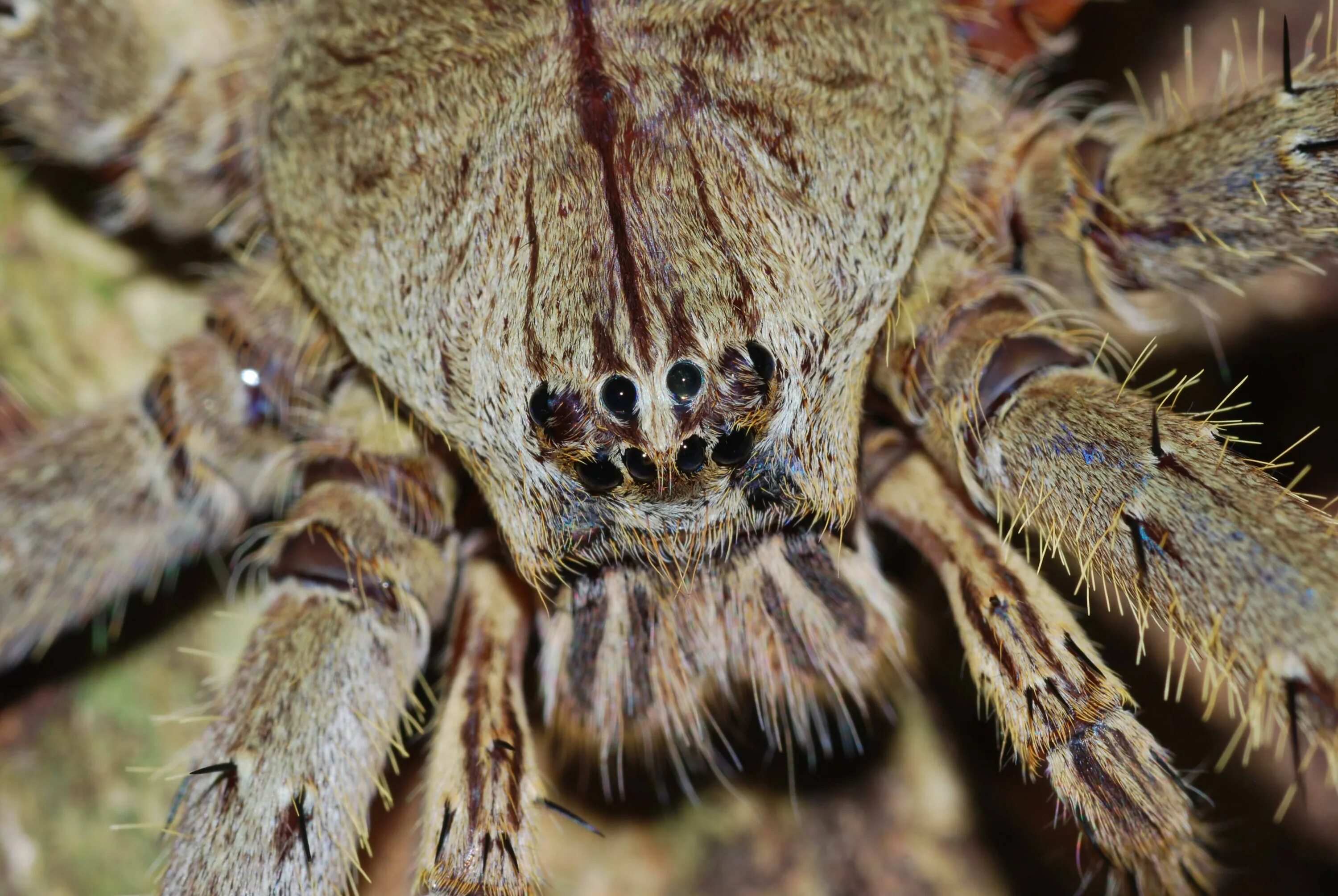 Покажи фото паука Terrified passenger finds this massive Huntsman spider in his RUCKSACK on flight