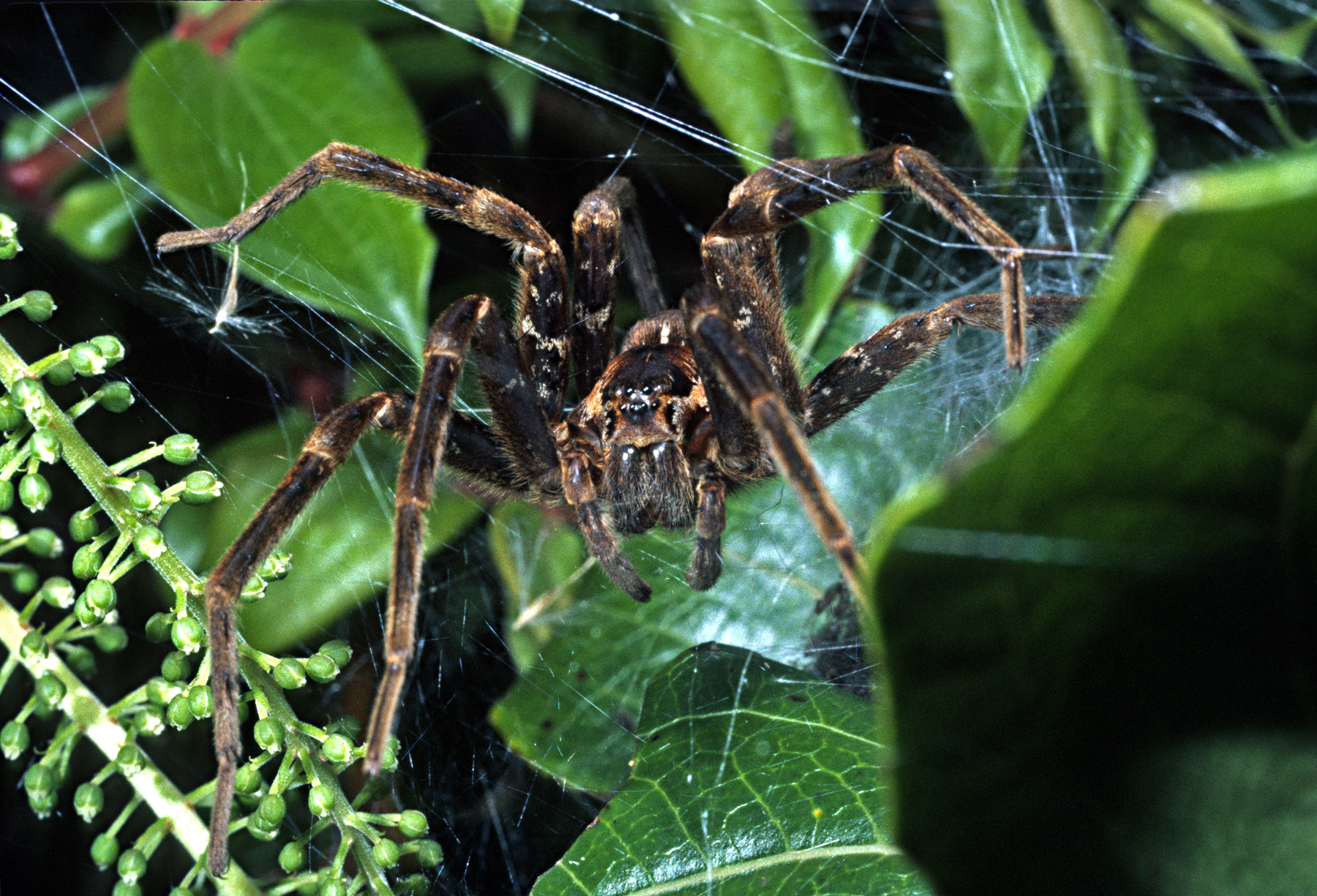 Покажи фото паука File:Dolomedes minor-Nursery Web Spider (NZAC06001640).jpg - Wikimedia Commons