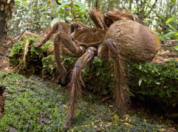 Покажи фото паука This Is All We Have to Say About the Goliath Birdeater, That Giant Spider From S