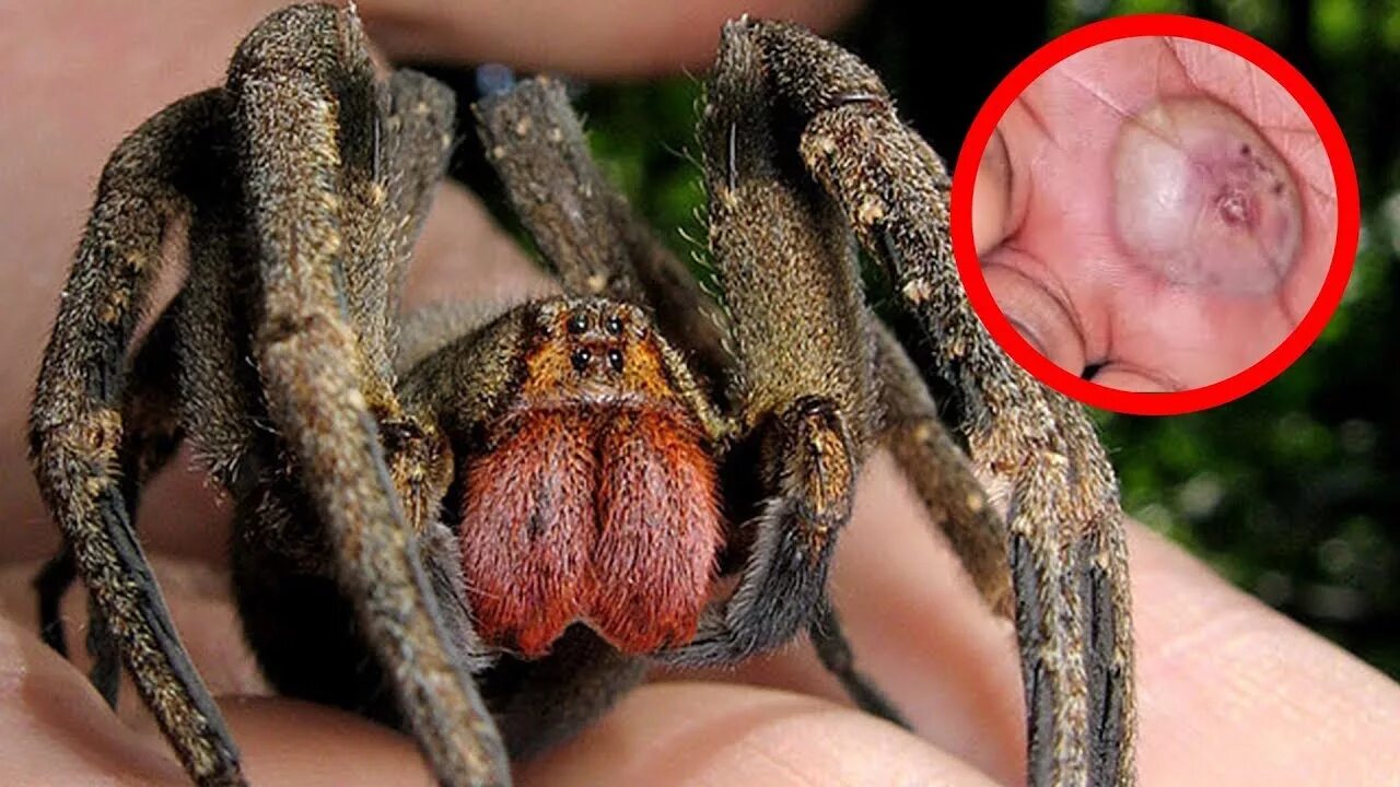 Покажи фото паука The Most DEVASTATING Spiders in the World!! - YouTube