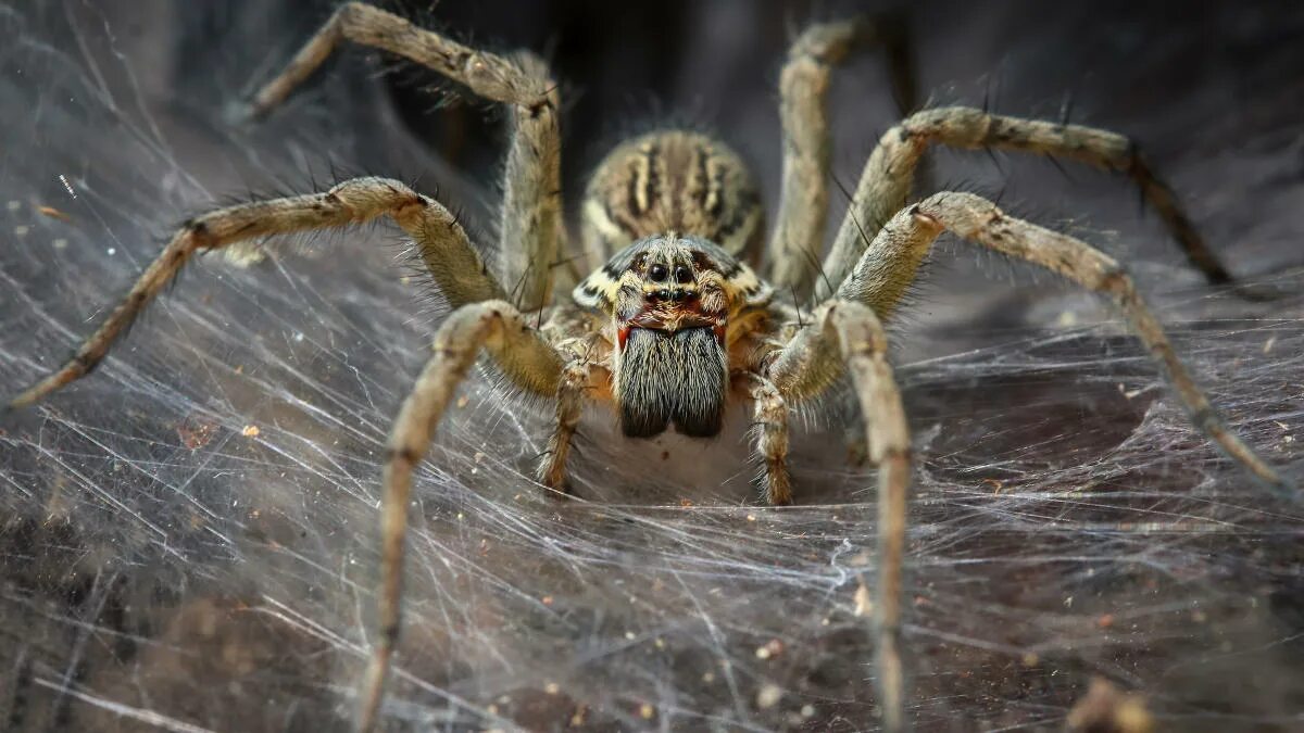 Покажи фото паука Why do spiders have 8 legs?