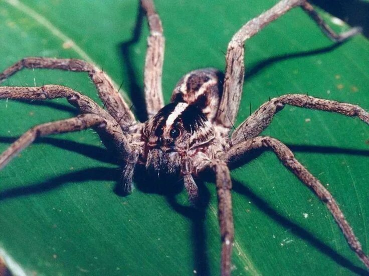 Sydney funnel-web spider - atrax robustus canon 5d mark ii. Flickr