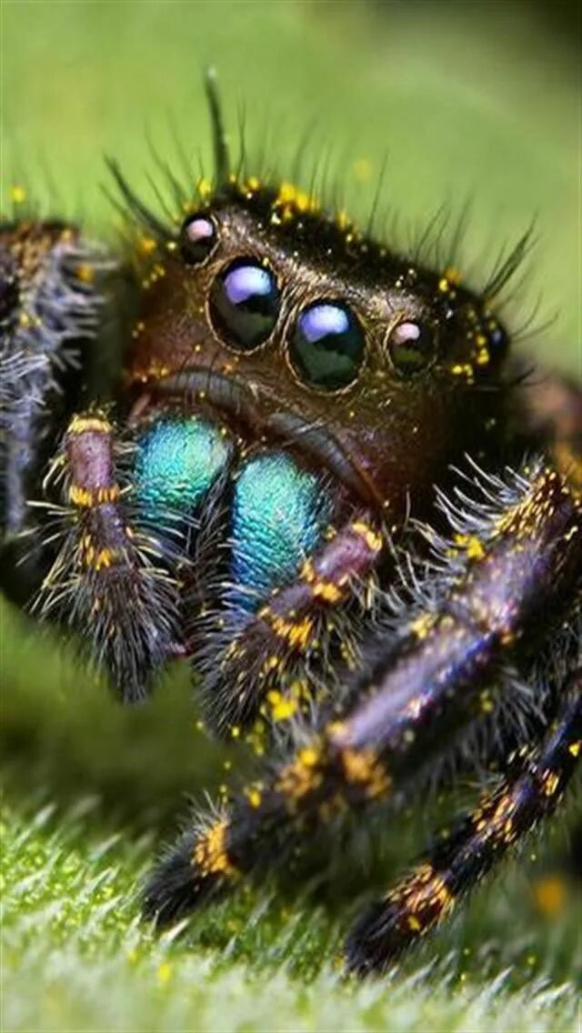 Покажи фото паука Jumping Spider Jumping spider, Scary eyes, Arachnids