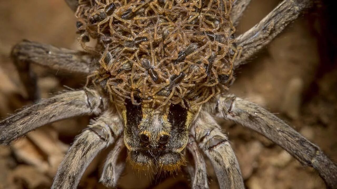 Покажи фото паука Mother Spider Caught Carrying Hundreds Of Babies - YouTube