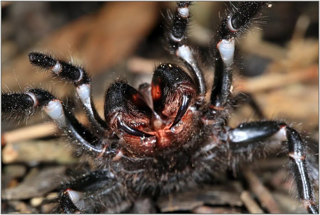 Покажи фото паука Sydney funnel-web spider - atrax robustus canon 5d mark ii. Flickr