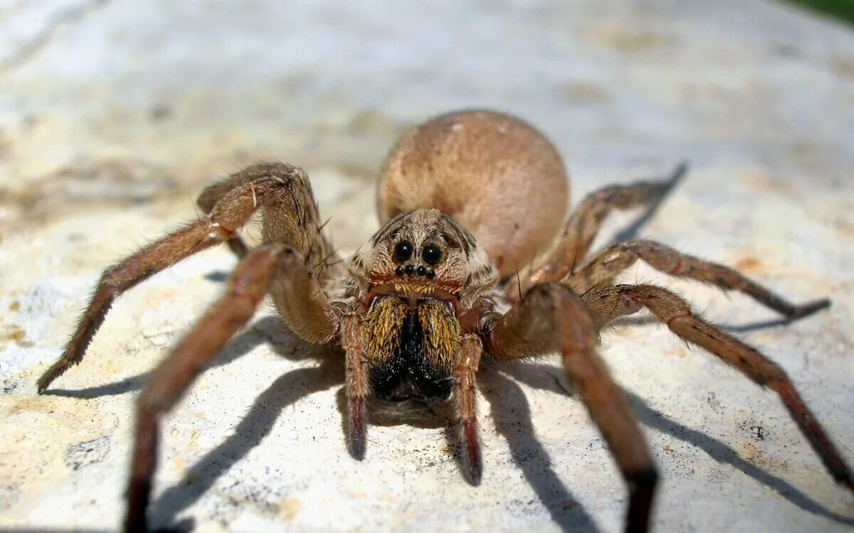 Покажи фото паука ЛУЧШЕ ИХ НИКОГДА НЕ ВСТРЕЧАТЬ! animal life Дзен