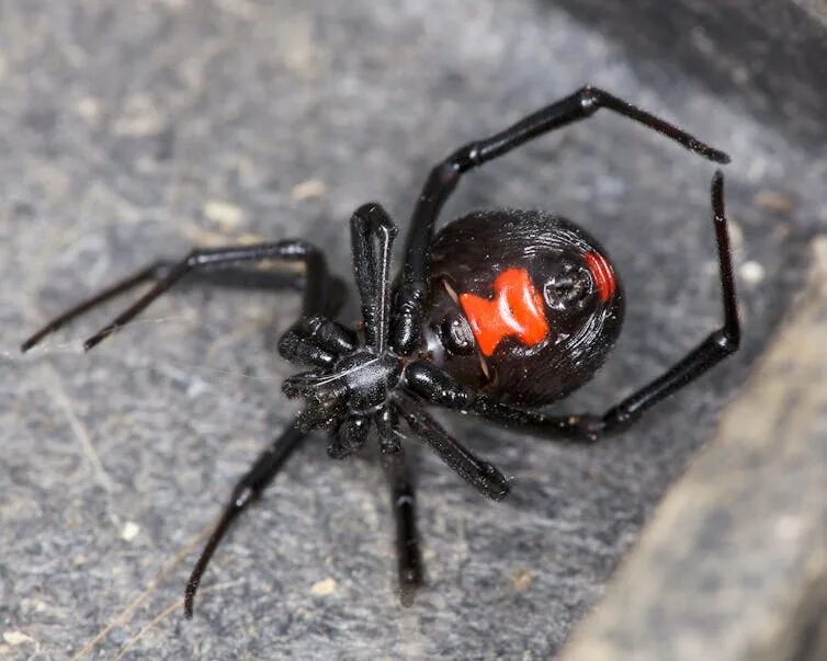 Покажи фото паука черная вдова Which is the world’s deadliest spider, really?