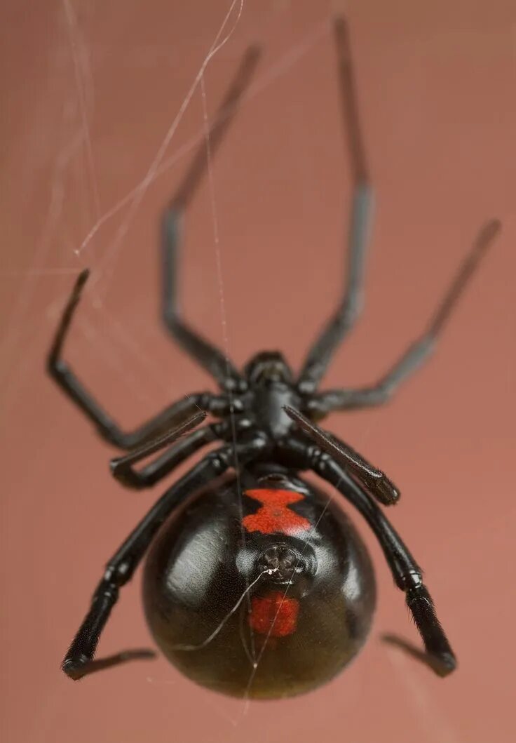 Покажи фото паука черная вдова Black Widow Spider Spider, Insects, Spider fact