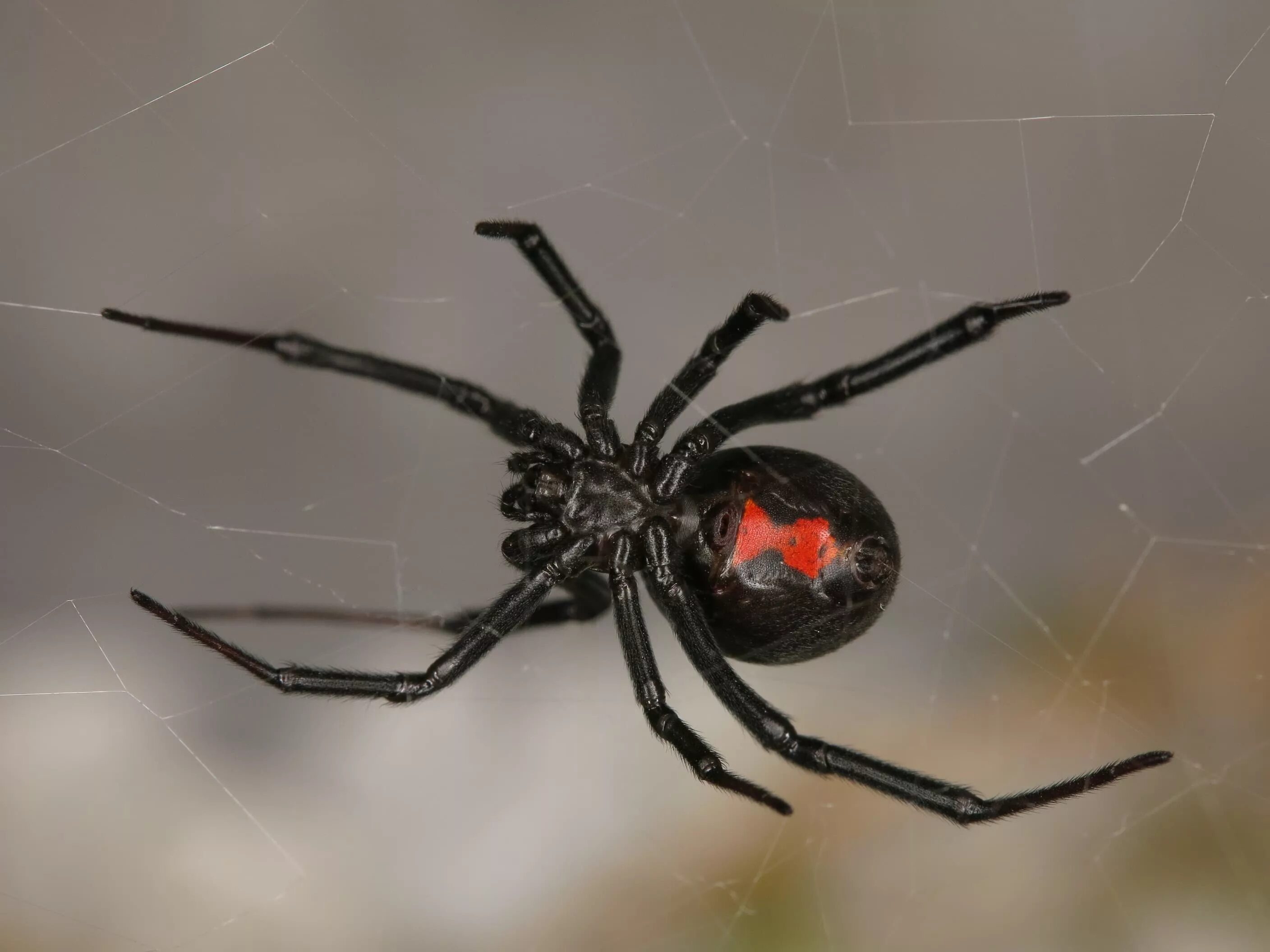 Покажи фото паука черная вдова Female Latrodectus hesperus (Western Black Widow) in Red Rock Canyon, Colorado S