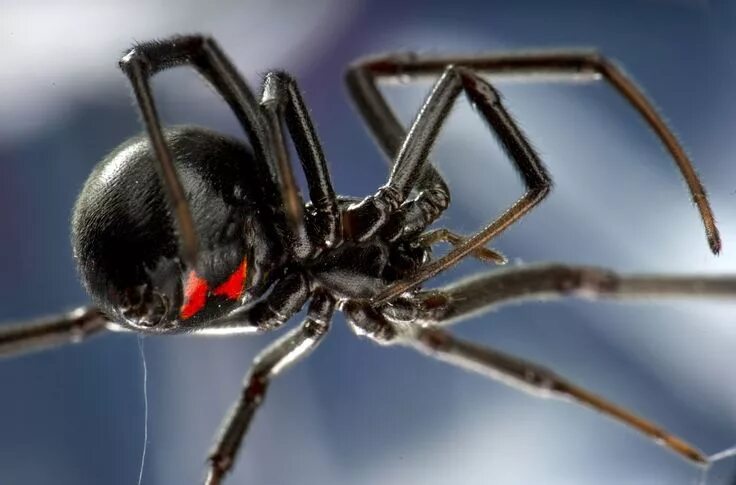 Покажи фото паука черная вдова Nahaufnahmen aus dem Tierreich Black widow spider, Spider, Funnel web spider