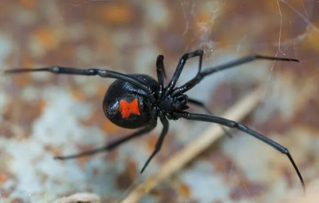 Покажи фото паука черная вдова 8 Facts About the Black Widow Spider Black widow spider, Widow spider, Spider bi