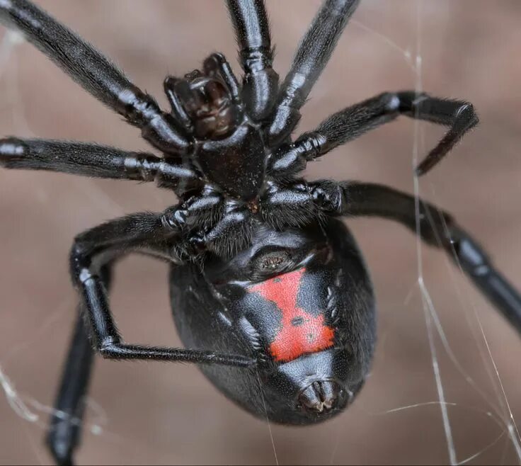 Покажи фото паука черная вдова Pin on Dark queen Black widow spider tattoo, Black widow spider, Spider