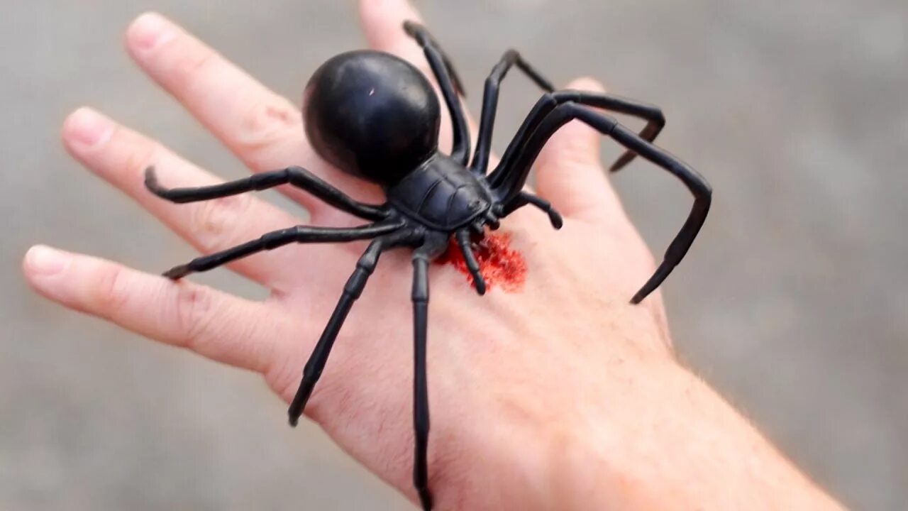 Покажи фото паука черная вдова GIANT BLACK WIDOW BITE! - YouTube