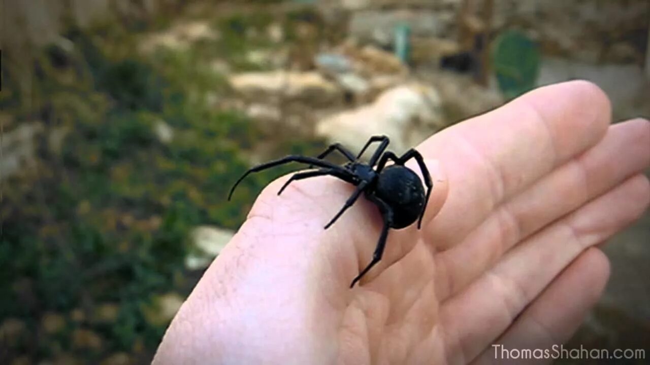 Покажи фото паука черная вдова Handling a Female Black Widow Spider (Latrodectus mactans) - YouTube