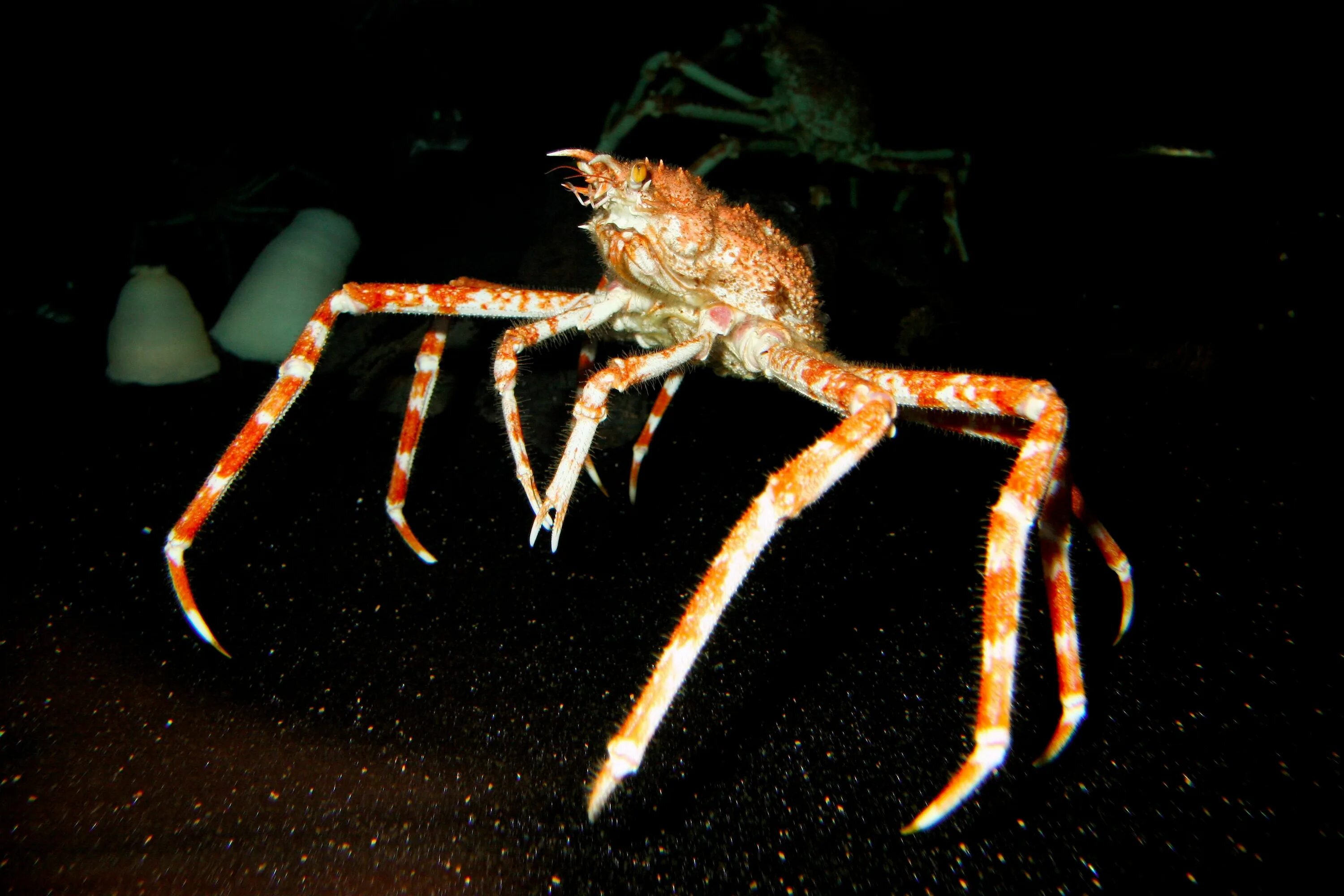 Покажи фото паука краба Things that lurk in the deep. Giant spider, Crab, Spider