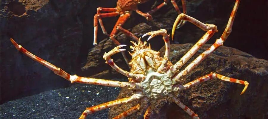 japanese spider crab underside - Google Search Deep sea creatures, Weird sea cre