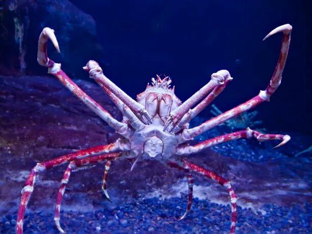 Покажи фото паука краба japanese spider crab underside - Google Search Deep sea creatures, Weird sea cre