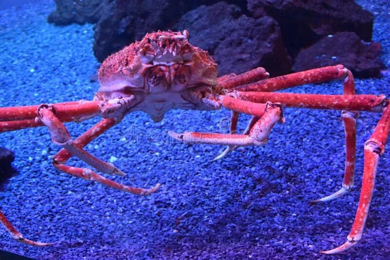 Покажи фото паука краба Giant Japanese Crab in Fish Tank Stock Photo - Image of hokkaido, japan: 1322324