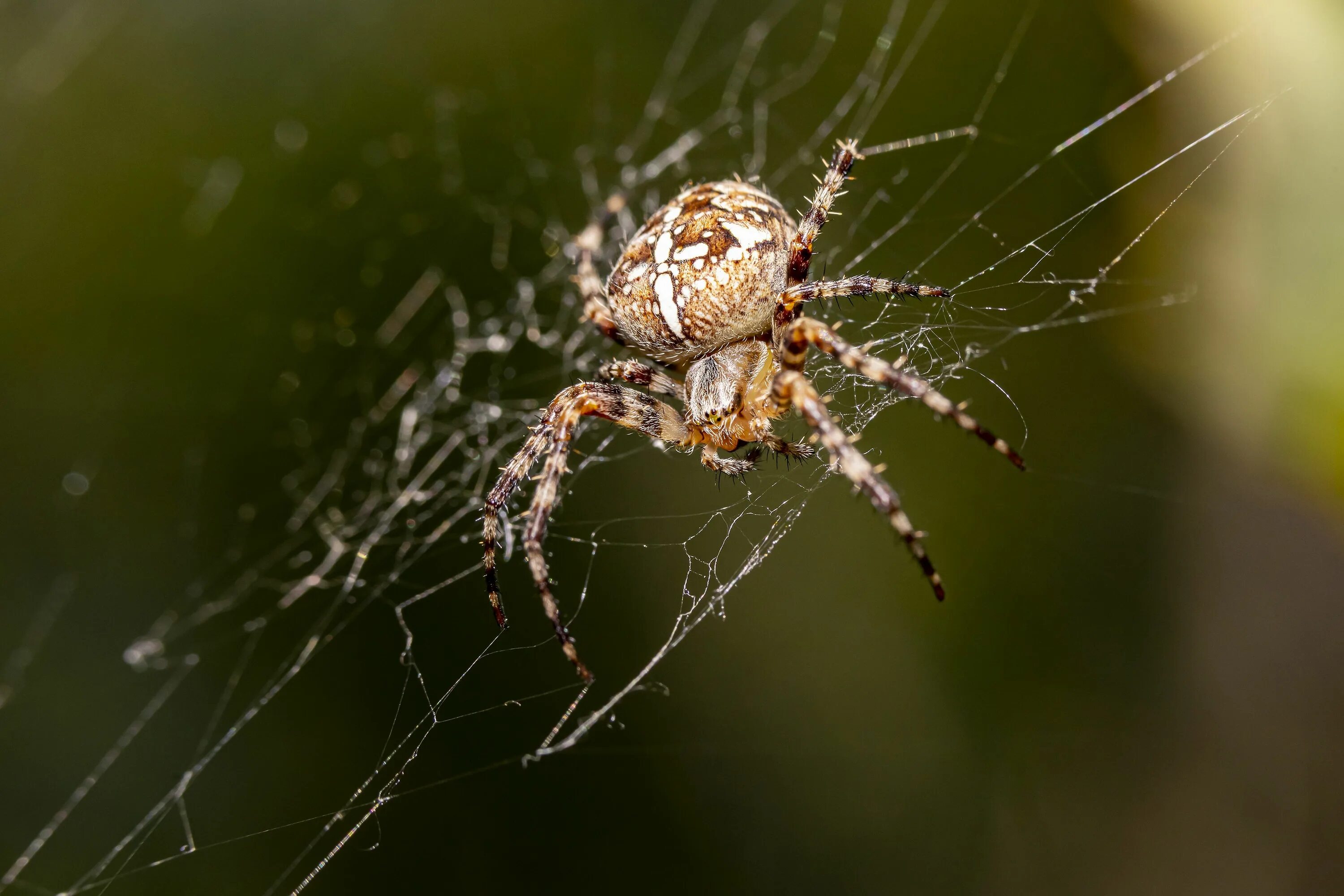 Покажи фото паука крестовика Arañas (Spiders)