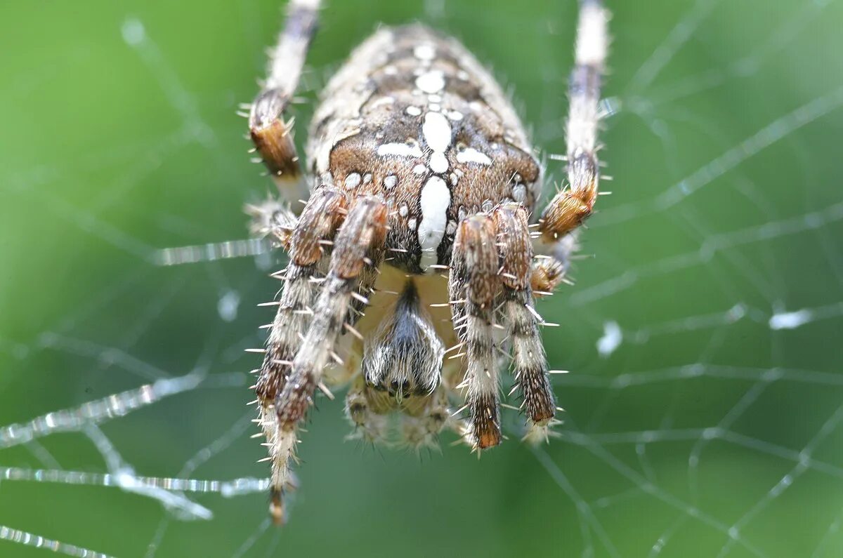 Покажи фото паука крестовика File:Araneus diadematus - 4712.jpg - Wikimedia Commons