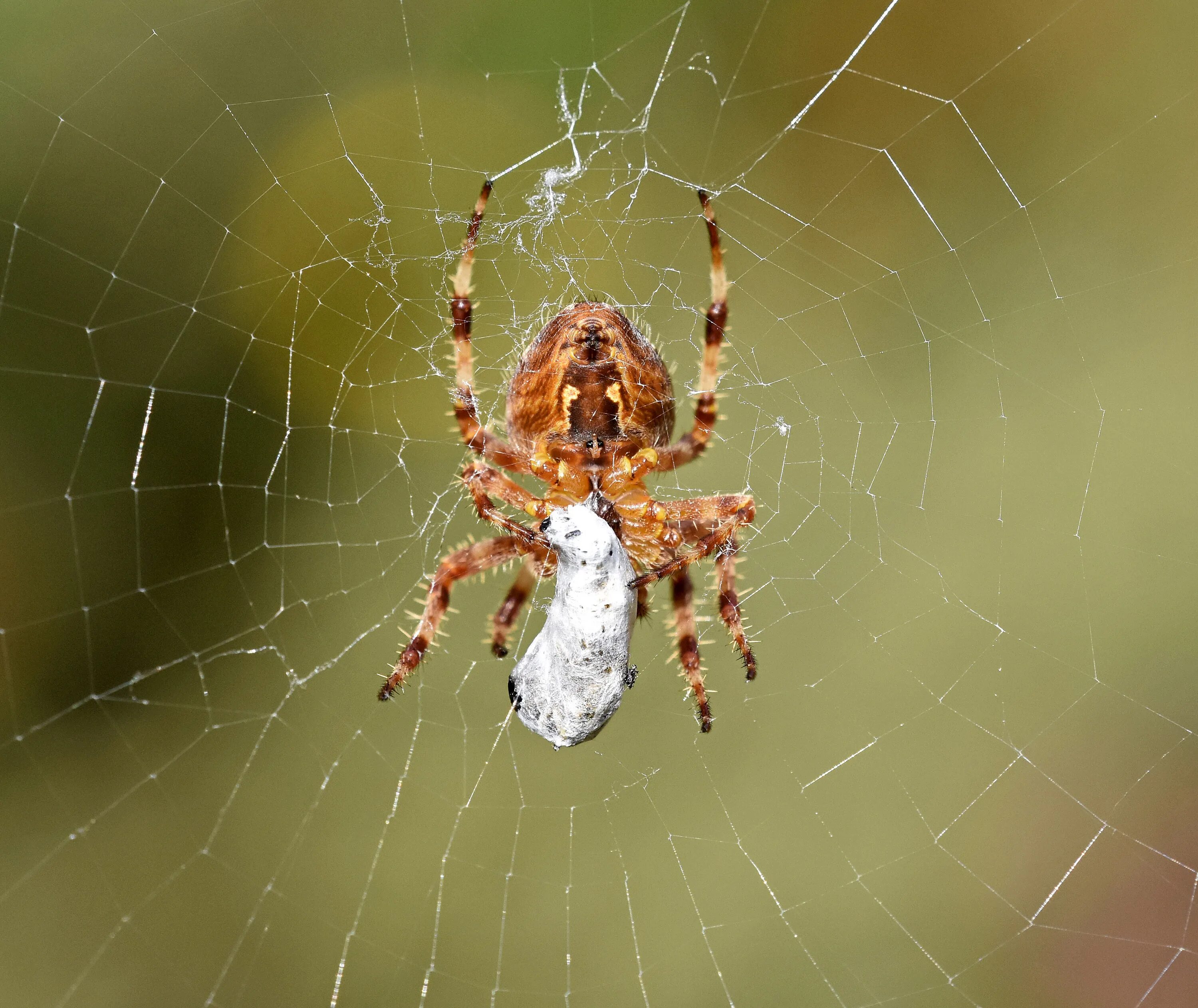 Покажи фото паука крестовика Spiders, silk and packed lunches - Ray Cannon's nature notes