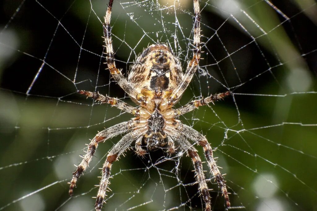 Покажи фото паука крестовика Garden Spider I started taking pictures of spiders as a wa. Flickr