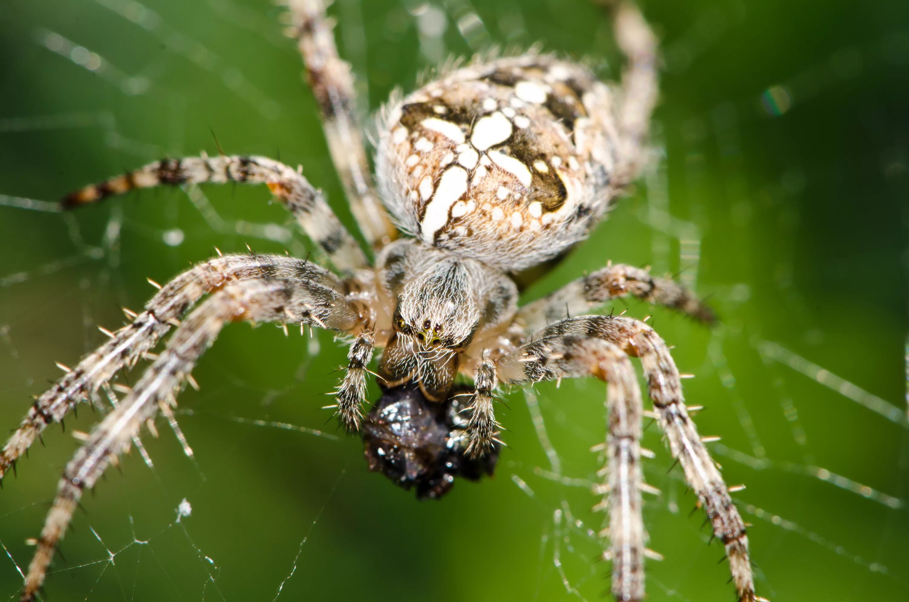 Покажи фото паука крестовика File:Araneus diademateus - Gartenkreuzspinne.jpg - Wikimedia Commons