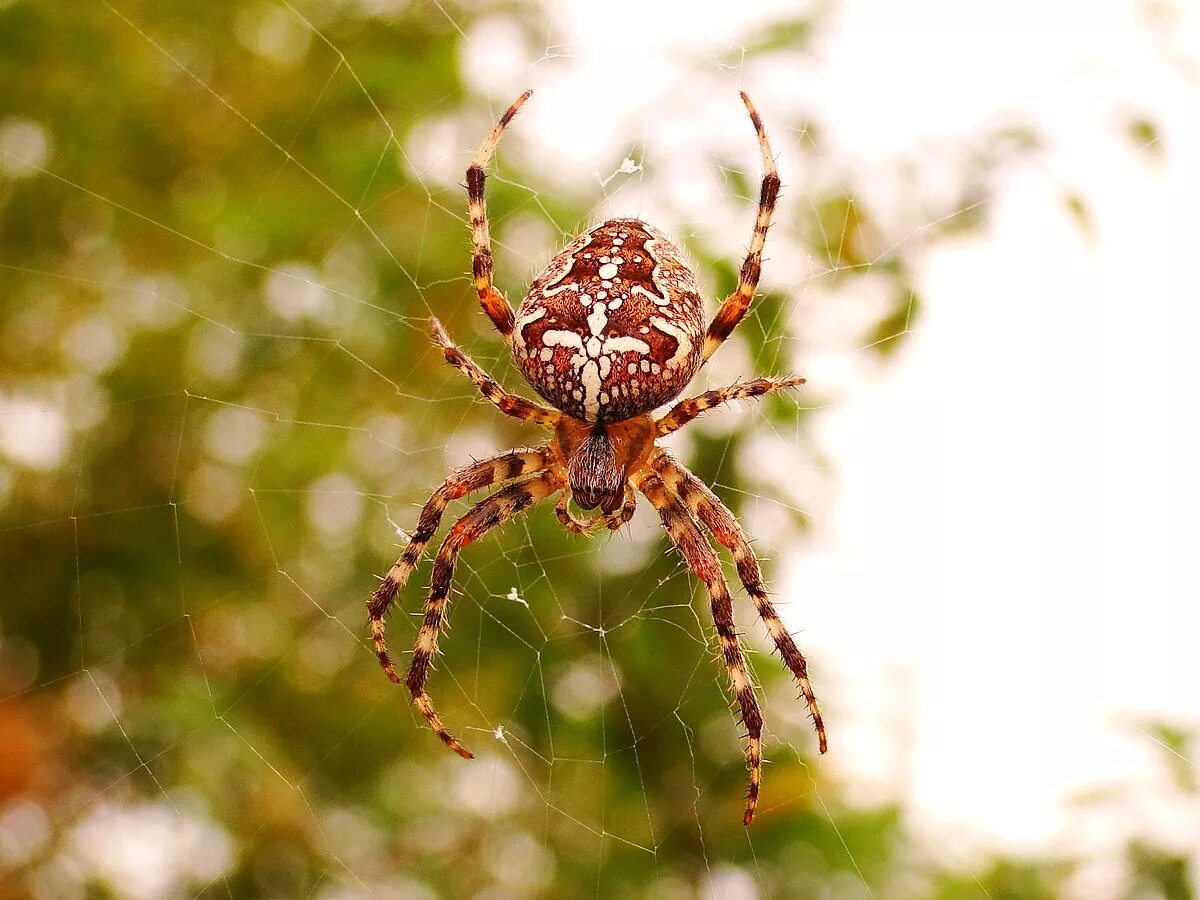 Покажи фото паука крестовика File:Araneus diadematus (Kakatu 蜘 蛛).jpg - Wikipedia