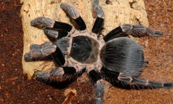 Покажи фото паука птицееда #Пауки_птицееды, #Acanthoscurria, #Acanthoscurria_musculosa 2023 Пауки птицееды,