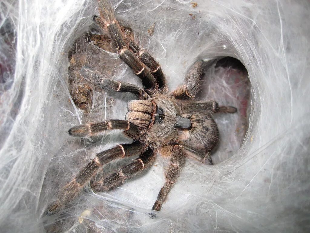 Покажи фото паука птицееда freshly-molted Ceratogyrus darlingi tarantula The fiercely. Flickr