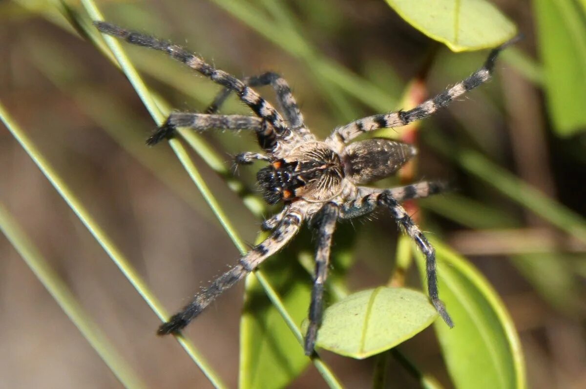 Покажи фото паука волка Lake Placid funnel wolf spider - Wikipedia