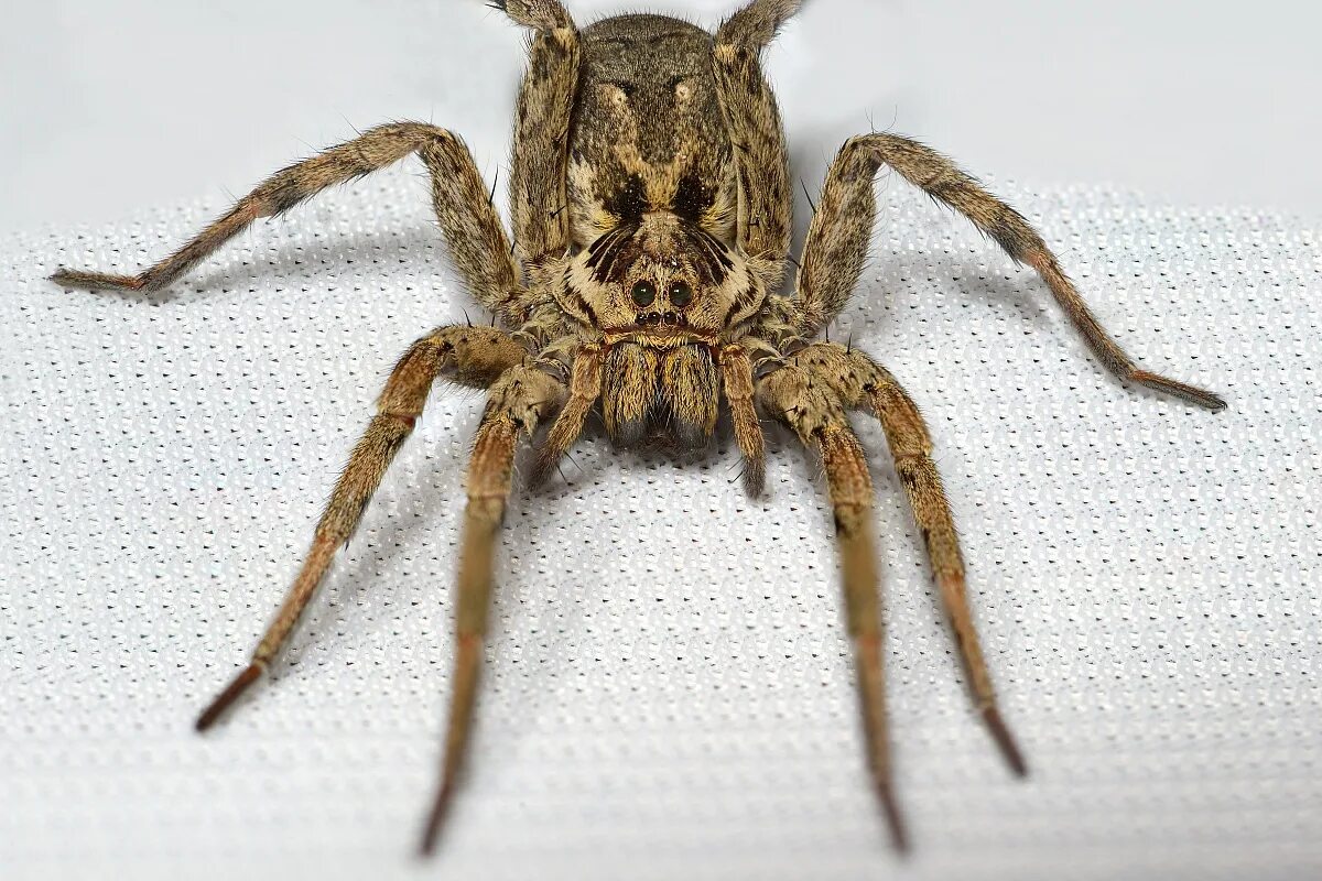 Покажи фото паука волка Hogna Radiata (Wolf Spider Tarantula or False) JuzaPhoto