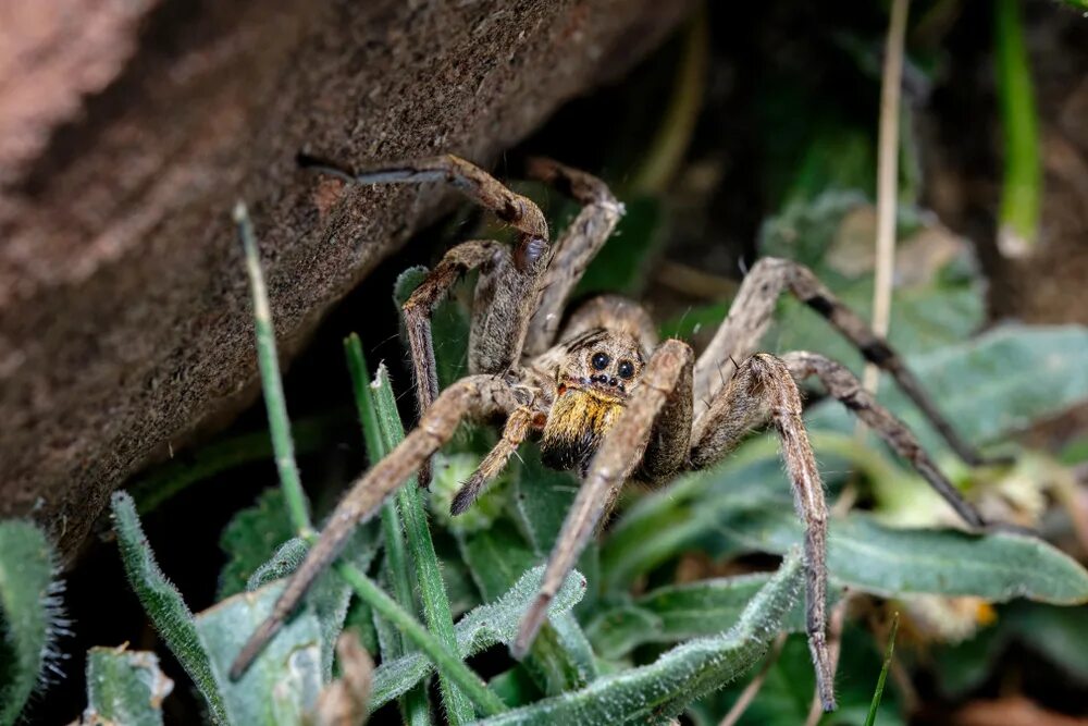 Покажи фото паука волка Fact File: Australian wolf spider (Lycosidae) - Australian Geographic