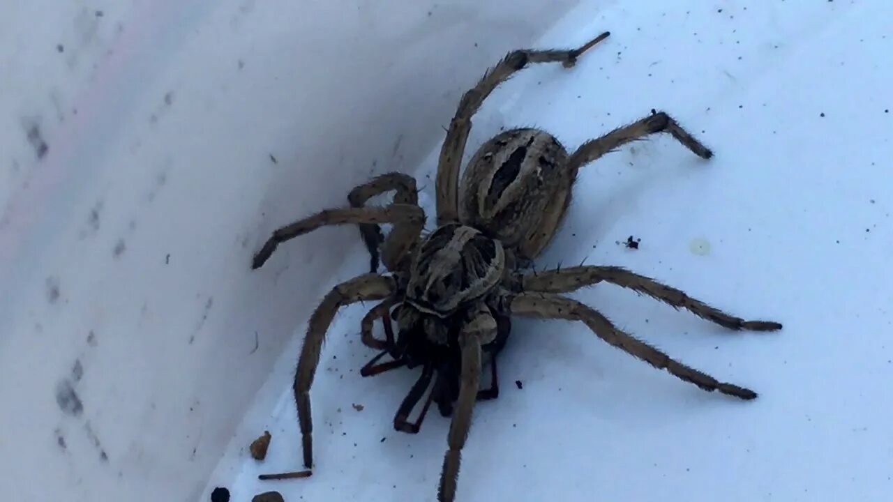 Покажи фото паука волка Wolf Spider Vs. Black Widow - YouTube