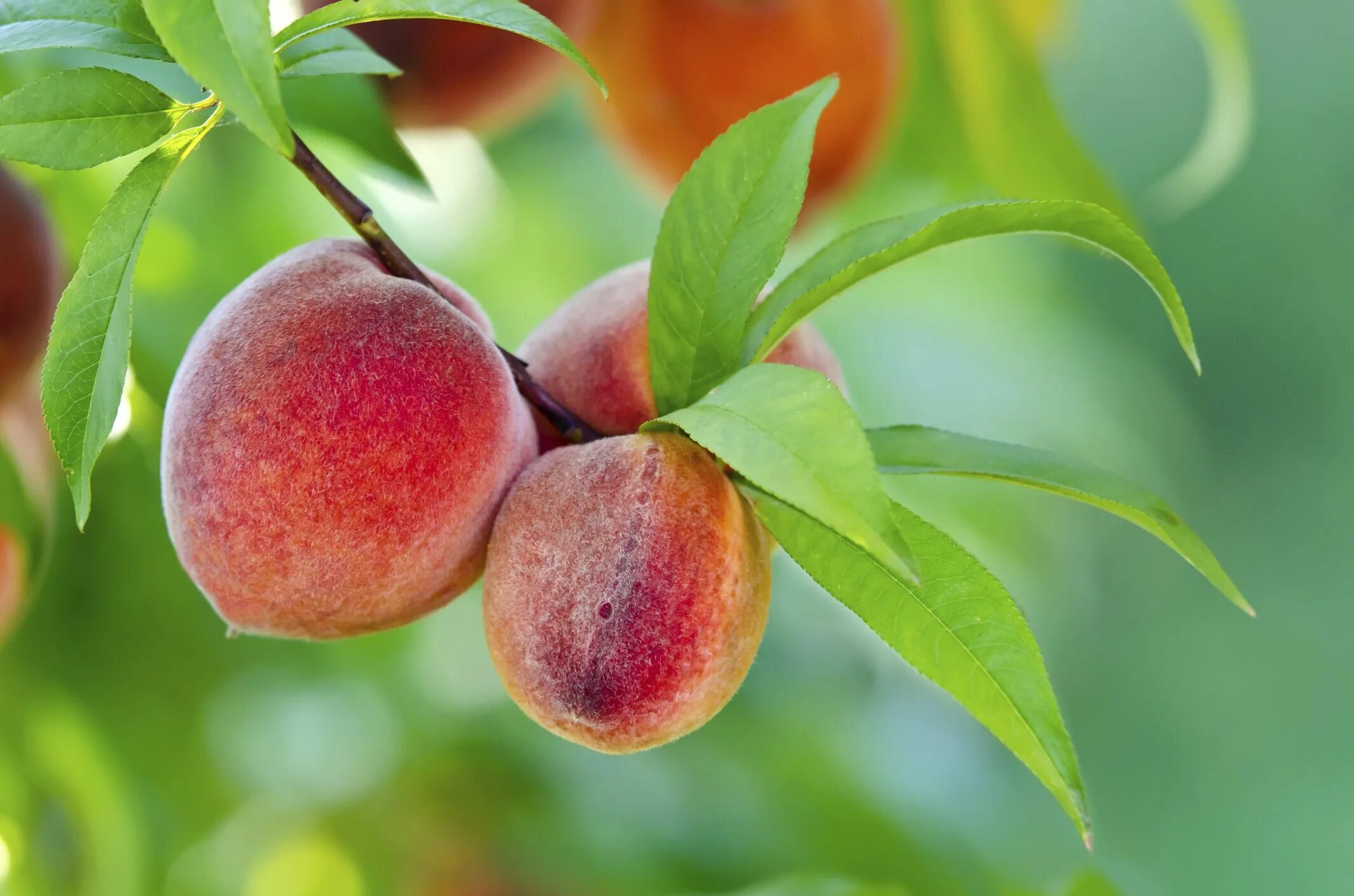 Покажи фото персика How Many Calories Does a Peach Have? Livestrong.com Growing fruit trees, Peach t