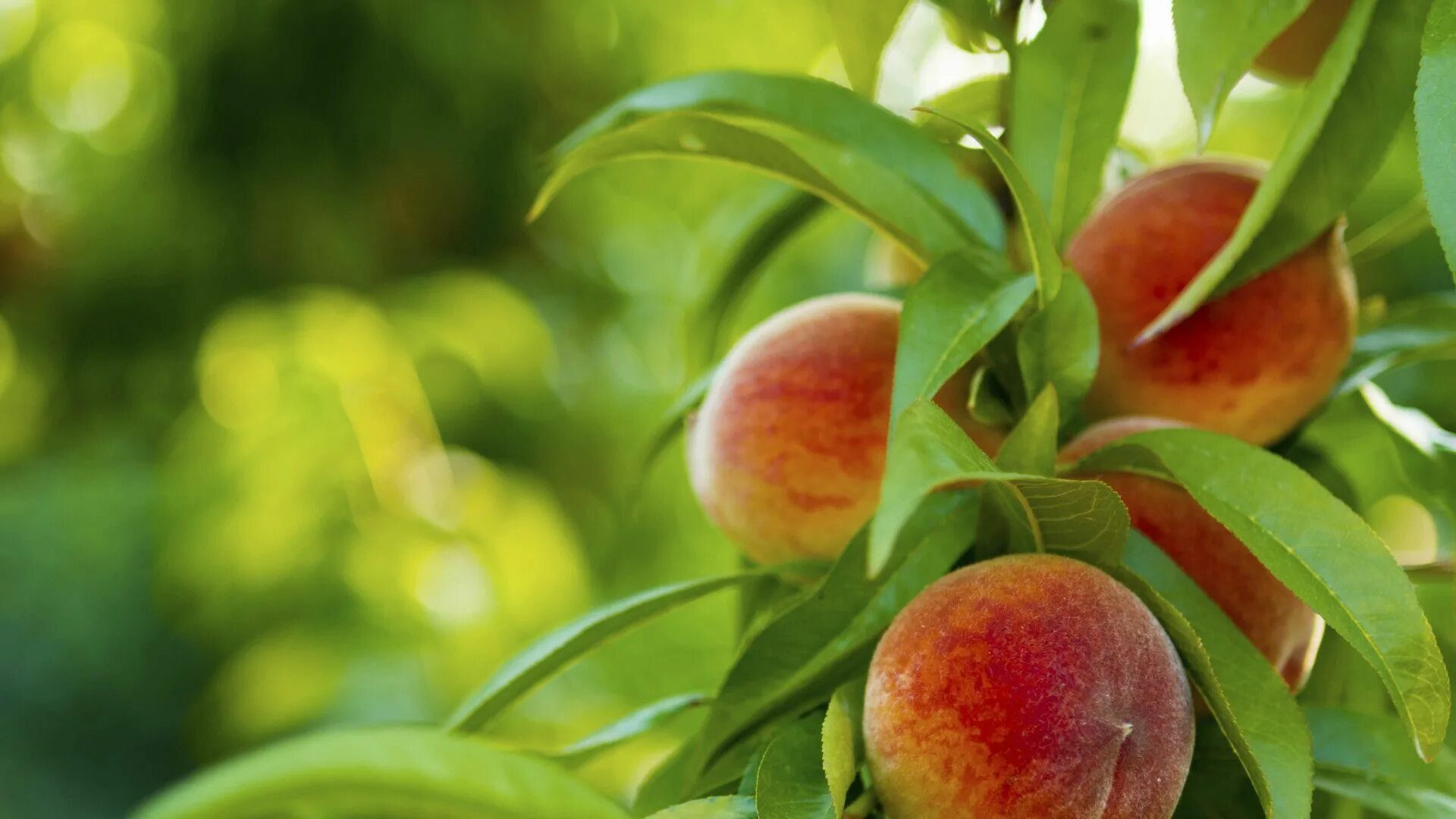 Покажи фото персика Belle of Georgia Peach: The Sweetest Belle of the Ball Peach trees, Fruit, Peach