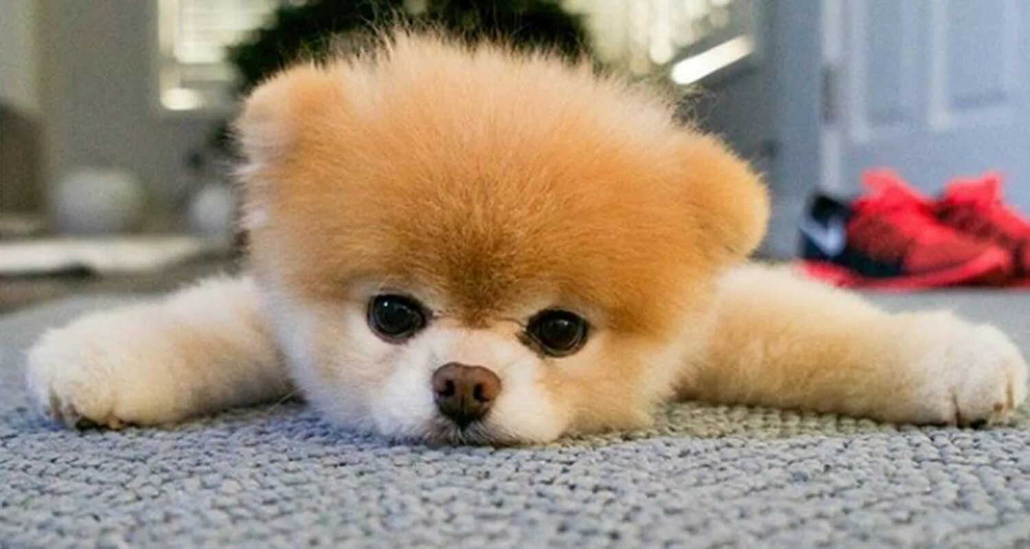 Покажи фото померанского шпица BOO THE POMERANIAN 'WORLD'S CUTEST DOG' DIES - DAPULSE Boo the cutest dog, World