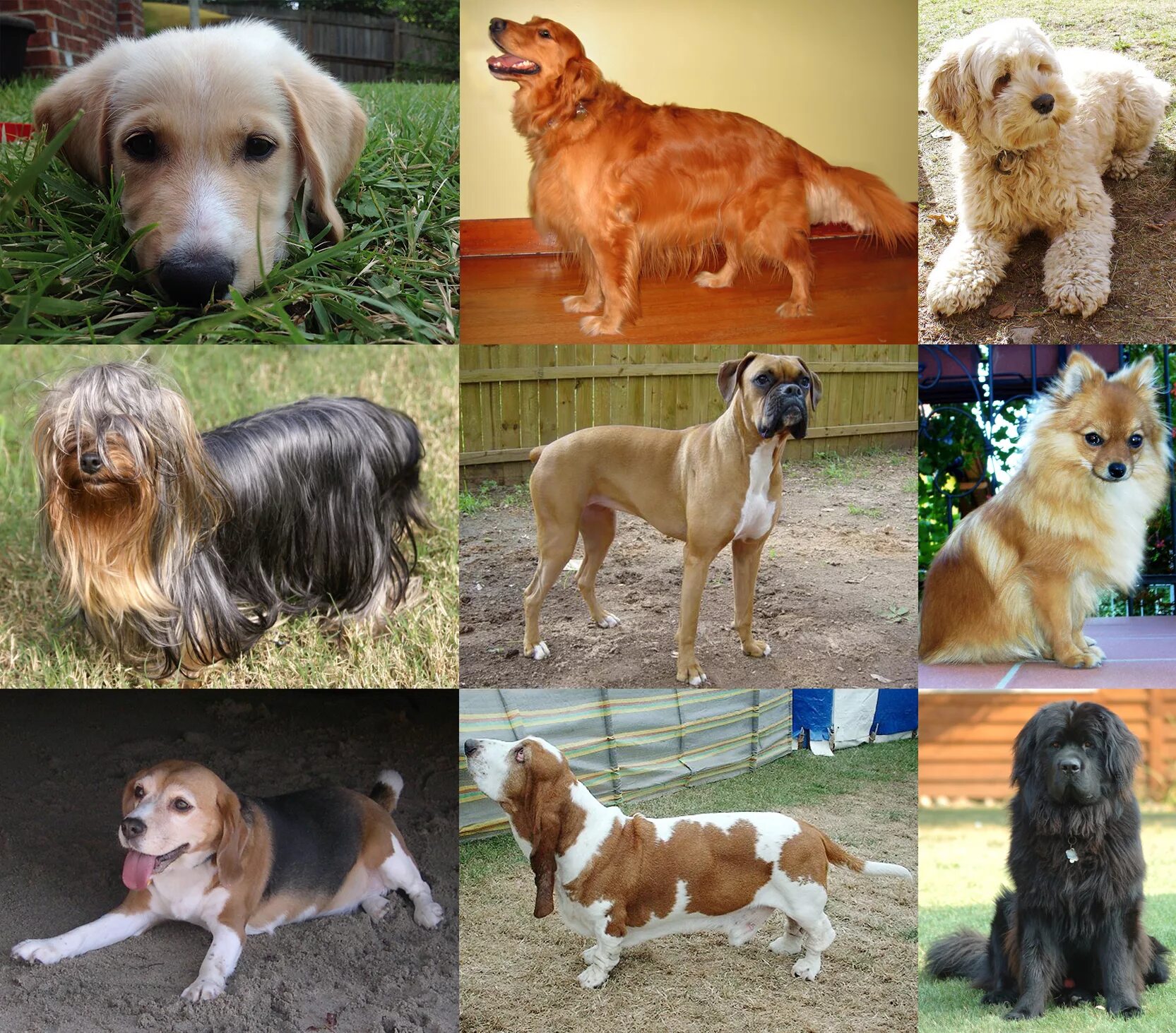 Покажи фото пород собак Файл:Collage of Nine Dogs.jpg - Вікіпедія