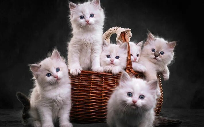 Покажи фото про котят Download wallpapers ragdoll, small kittens, cat family, cute fluffy white kitten