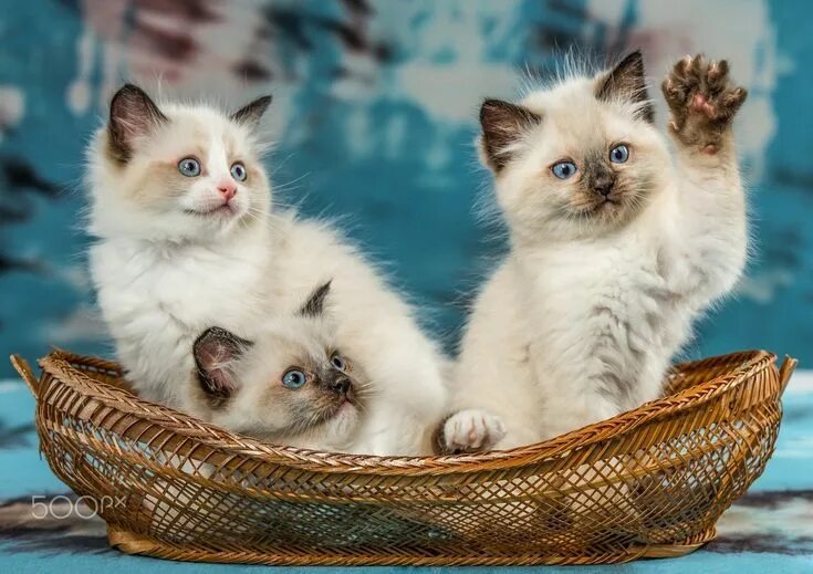 Покажи фото про котят Pin by Ната Гулиева on Обои,фоны,рисунки для телефона. Ragdoll cat colors, Cute 