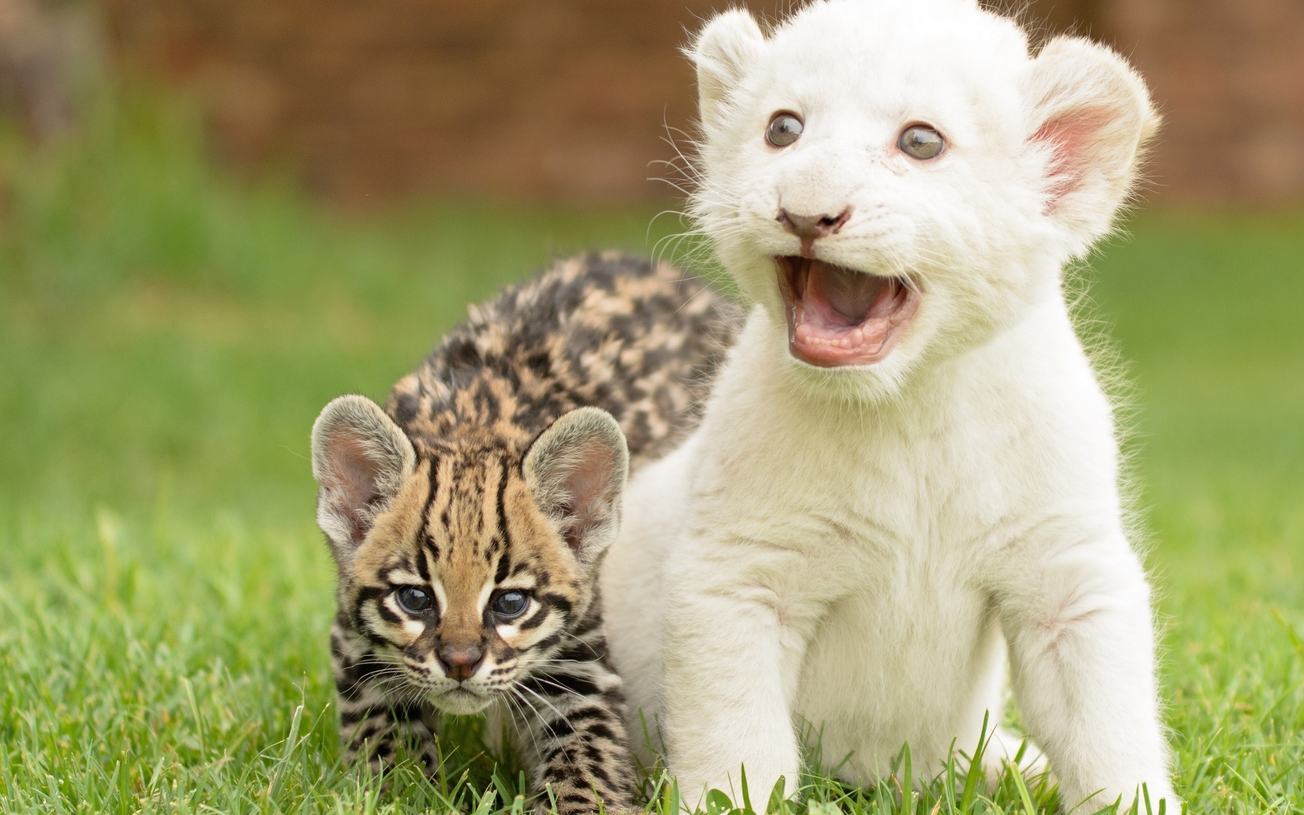 Покажи фото про животных Young white tiger and ocelot Desktop wallpapers 600x1024