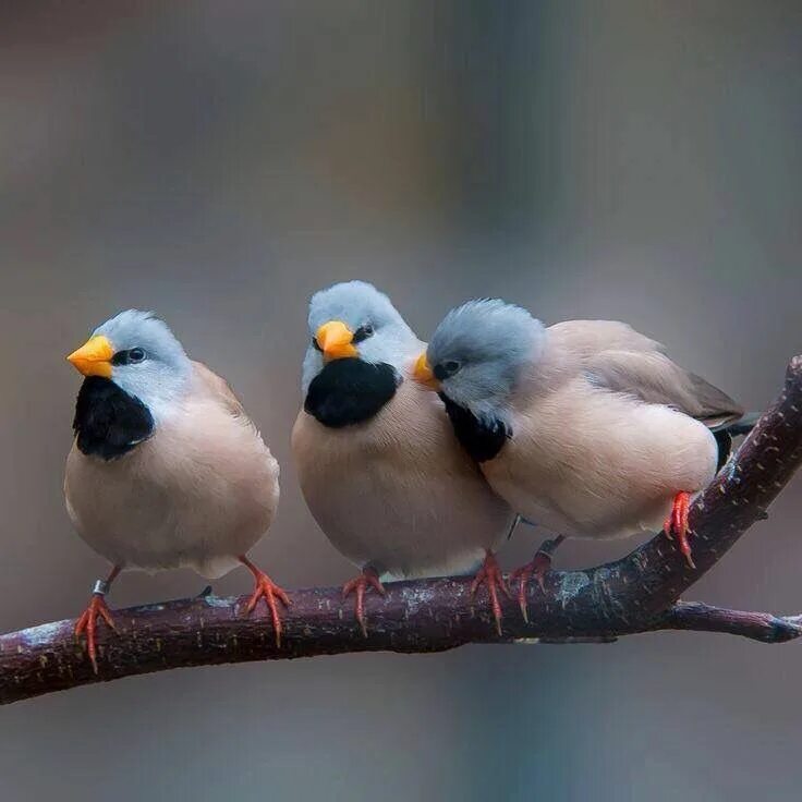 Покажи фото птиц Long tailed finches / Austrailia Pet birds, Birds, Exotic birds