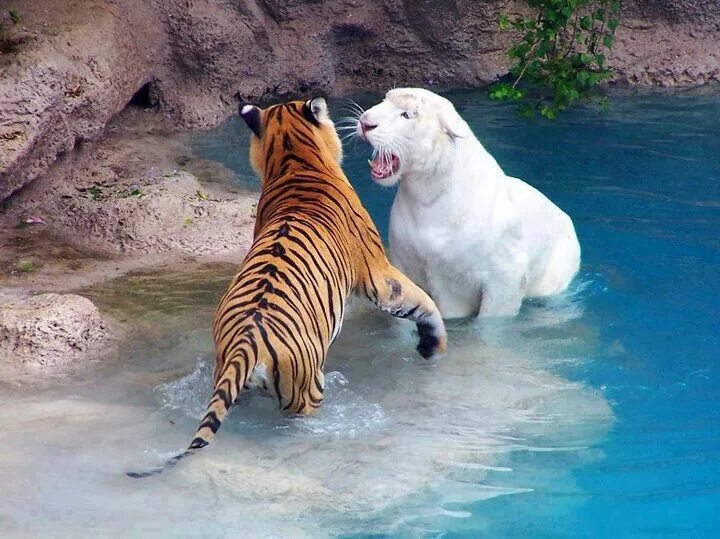 Покажи фото разных животных Tiger ers Hayvan bebekler, Kediler ve yavruları, Evcil hayvan fotoğrafçılığı